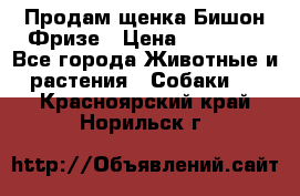 Продам щенка Бишон Фризе › Цена ­ 30 000 - Все города Животные и растения » Собаки   . Красноярский край,Норильск г.